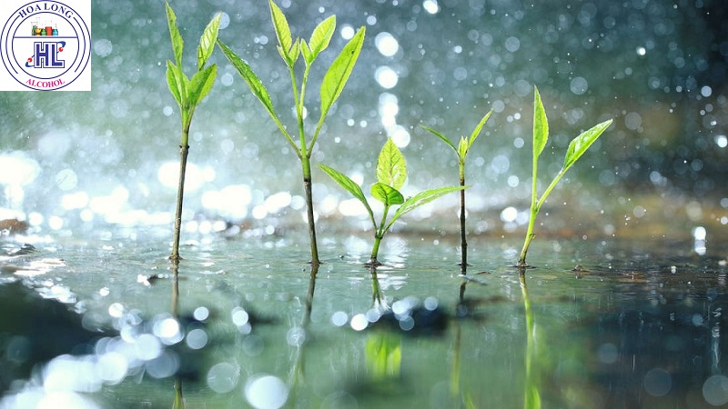 Tưới cây bằng nước mưa có tốt hơn nước máy không?